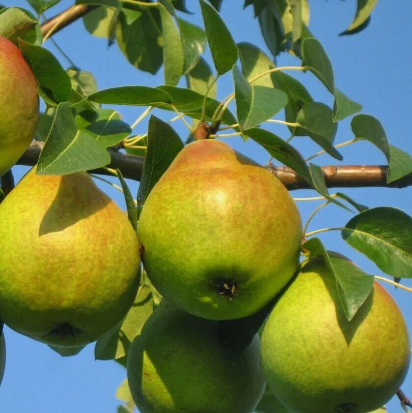 груши любимица клаппа описание фото. груши любимица клаппа описание фото. сорт груши любимица клаппа. любимица клаппа дерево. груша бере прекос мореттини.