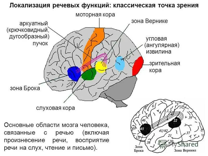 В мозгу есть область. Речевые зоны мозга Брока и Вернике. Речевые центры. Зона Брока. Зона Вернике. Локализация речевых функций в коре головного мозга. Двигательно речевой центр Брока.