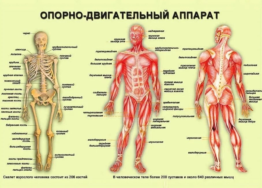 Опорно двигательный аппарат строение скелета. Опорно двигательная система кости человека анатомия. Костно-мышечная система строение. Опорно-двигательная система человека состоит из скелета и мышц.