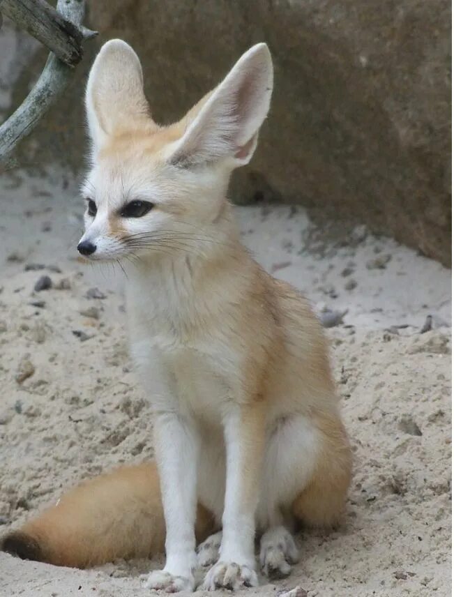 Фенек. Fennec Fox. Фенек Степная лисица. Ушастая лиса фенек.