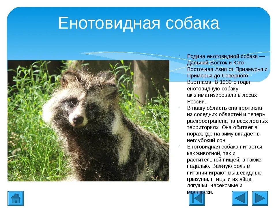 Енотовидная собака Дальний Восток. Енотовидная собака места обитания. Енотовидная собака содержание