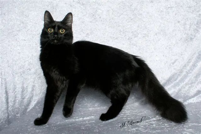 Черная ангора. Турецкая ангорская кошка черная. Турецкая ангора черного окраса. Турецкий ангорский кот черный. Турецкая ангора черная черный.