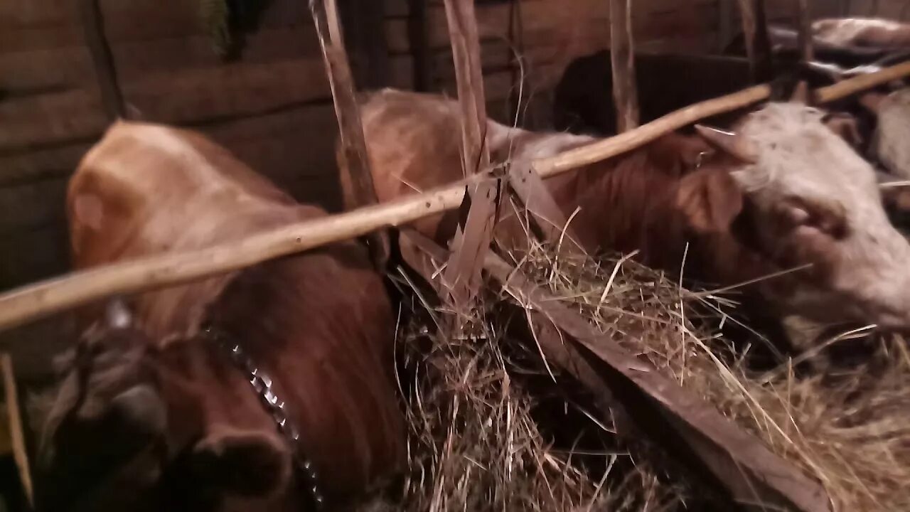 Можно ли бычка кормить