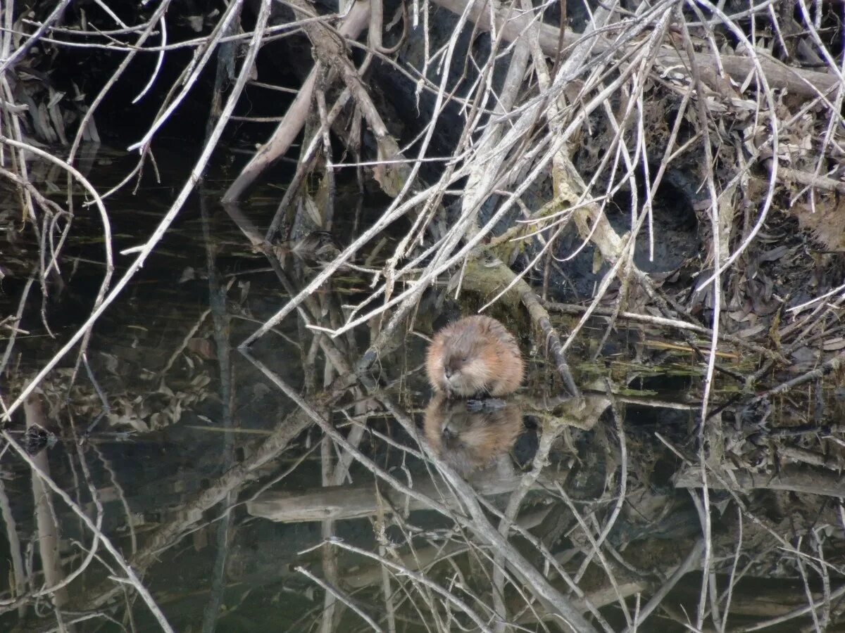 Помет норки. Норка жука скарабея. Помет вомбата. Норы жуков навозников. Экскременты лесных животных.