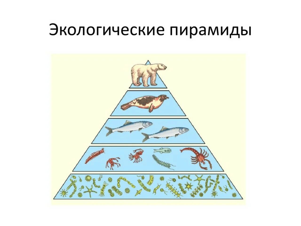 Экологическая пирамида биогеоценоза. Трофическая пирамида в экосистеме. Экологическая пирамида водной экосистемы. Пирамида биомассы в водной среде. Экологическая пирамида биоценоза