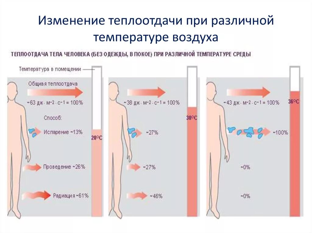 Какую температуру ощущает человек. Теплопотери тела человека. Теплоотдача организма человека. Теплообмен в теле человека. Теплоотдача человеческого тела.