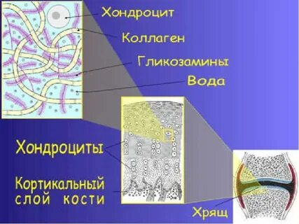Из какой ткани состоит хрящ и кость