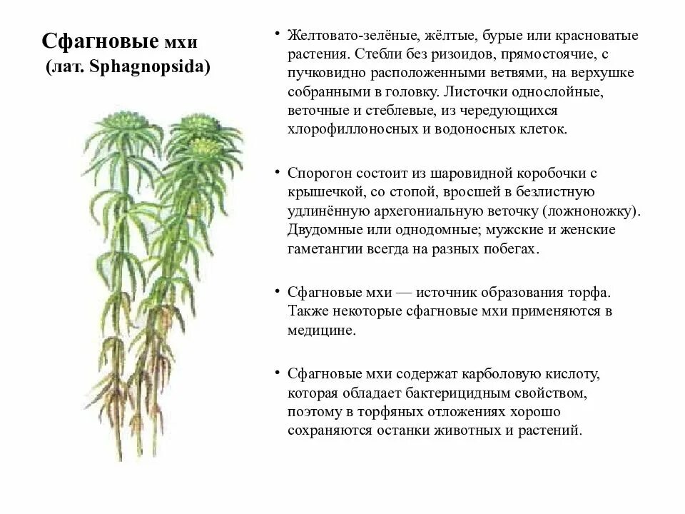 Дайте характеристику моховидных растений. Сфагнум краткая характеристика. Моховидные растения сфагнум. Мох сфагнум характеристика. Мох сфагнум характеристика растения.