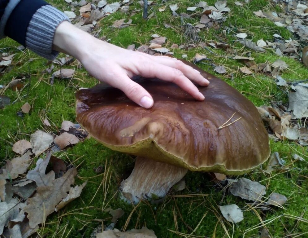 подберезовик гигант грибы.