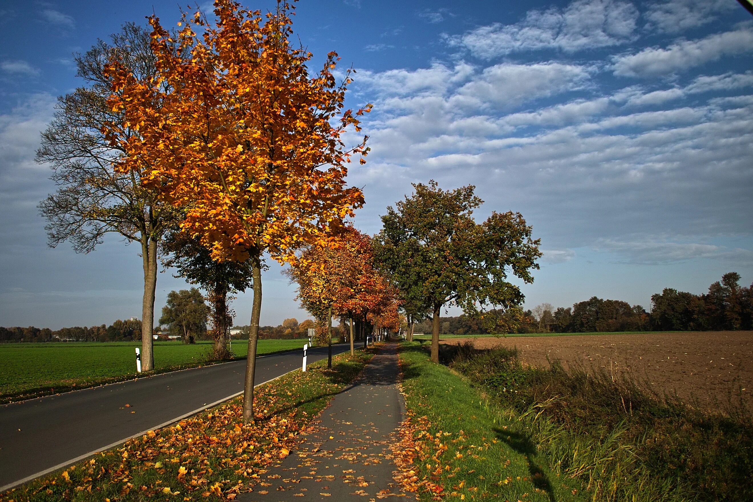 The trees fall across the road. Германия осенью. Осень в Берлине. Берлин Германия осенью. Осень в Германии фото.