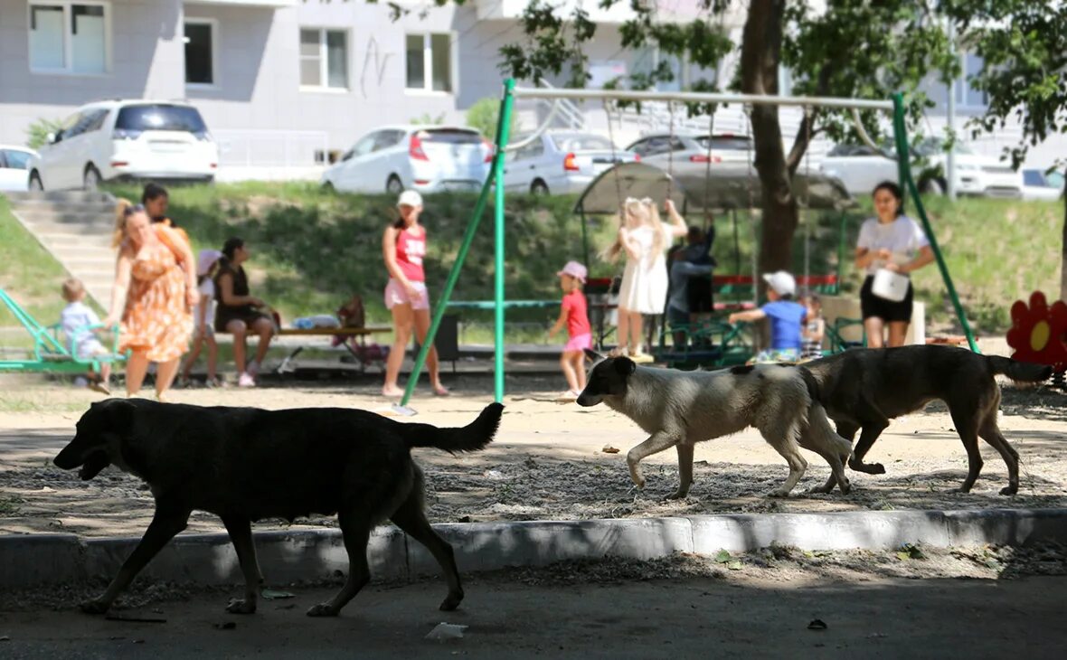 Нападение бродячих собак. Стая бездомных собак нападает.