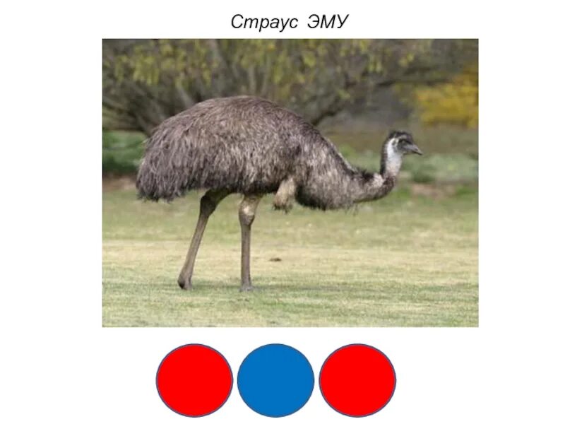 Э эму. Буква э. Страус раскраска. Буква г в виде гуся. Буква э раскраска.