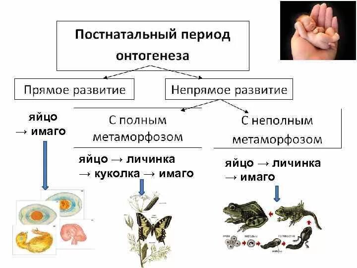 Прямое и Непрямое развитие схема. Постэмбриональное развитие прямое и Непрямое примеры. Схема развития прямого и непрямого развития. Непрямое постэмбриональное развитие примеры.