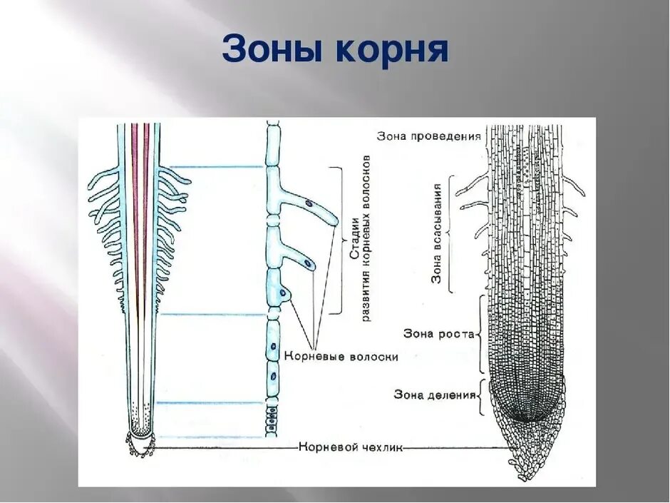 Строение молодого корня. Зоны корня 6 класс биология. Зоны участки корня 6 класс биология. Корневой чехлик зоны. Зоны корня 5 класс биология.