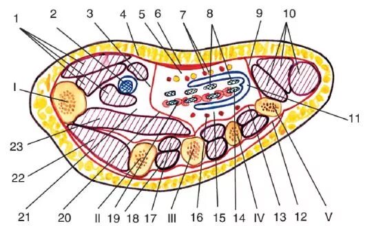латеральное фасциальное ложе. фасциальные ложа ладони кисти. фасциальные ложа ладони топографическая анатомия. заднее мышечно-фасциальное ложе бедра. фасциальные ложа ладони кисти.