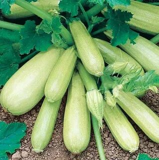 Кустовые кабачки фото