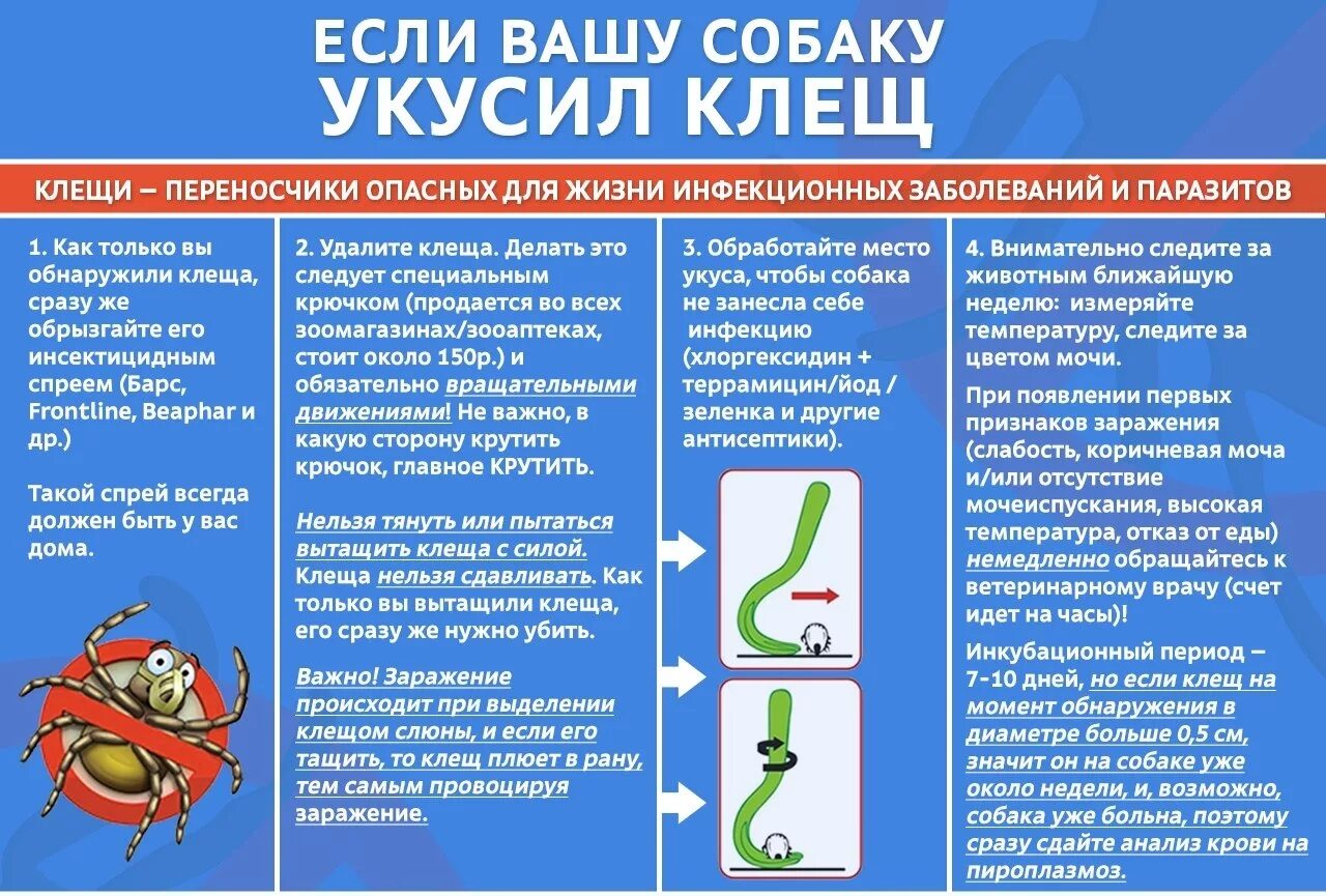 Укусил клещ собаку симптомы через сколько