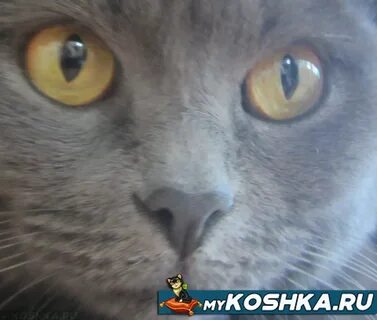 Сухой нос у кошки причины