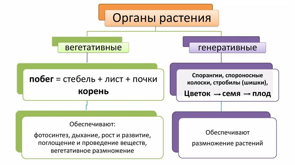 Органы высших растений. Вегетативные и генеративные органы растений. Генеративные органы растений. Строение вегетативных и генеративных органов растений. Генеративный орган состоит из