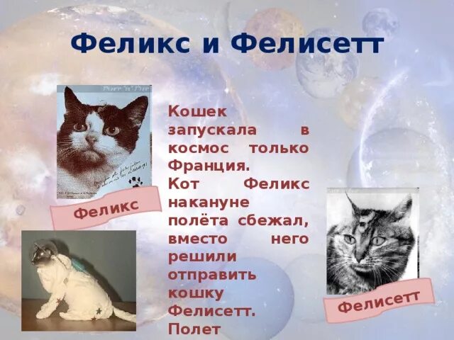 Кошка Фелисетт. Кот полетел в космос. Кошка полетевшая в космос. 1 кошка в космосе