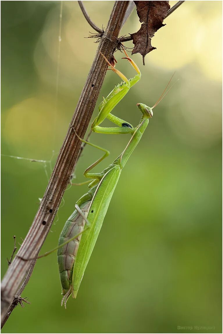 Настоящих богомолов. Богомолов ,,Mantis religiosa. Богомол Mantis religiosa самка. Богомол обыкновенный Mantis religiosa самец. Богомол обыкновенный фото.