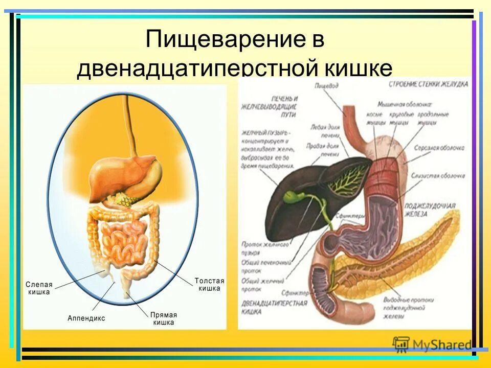 Двенадцатиперстная кишка и слепая кишка