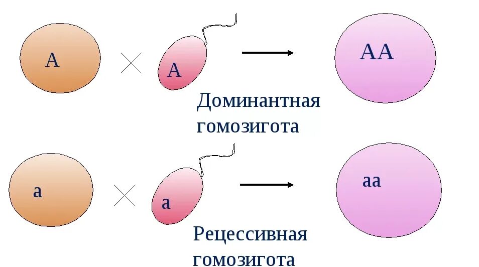 Кудрявые волосы рецессивный. Рецессивная гомозигота. Гомозиготный по рецессивному признаку. Доминантная гомозигота. Гомозигота и гетерозигота это в генетике.