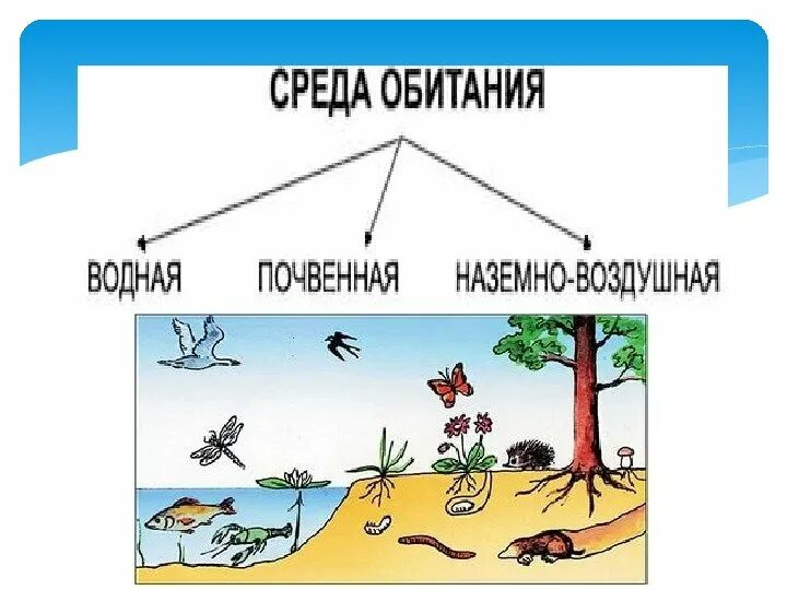 Среды обитания организмов. Среда обитания живых организмов биология. Среды обитания 5 класс. Среда обитания биология 5. Четыре основные среды обитания