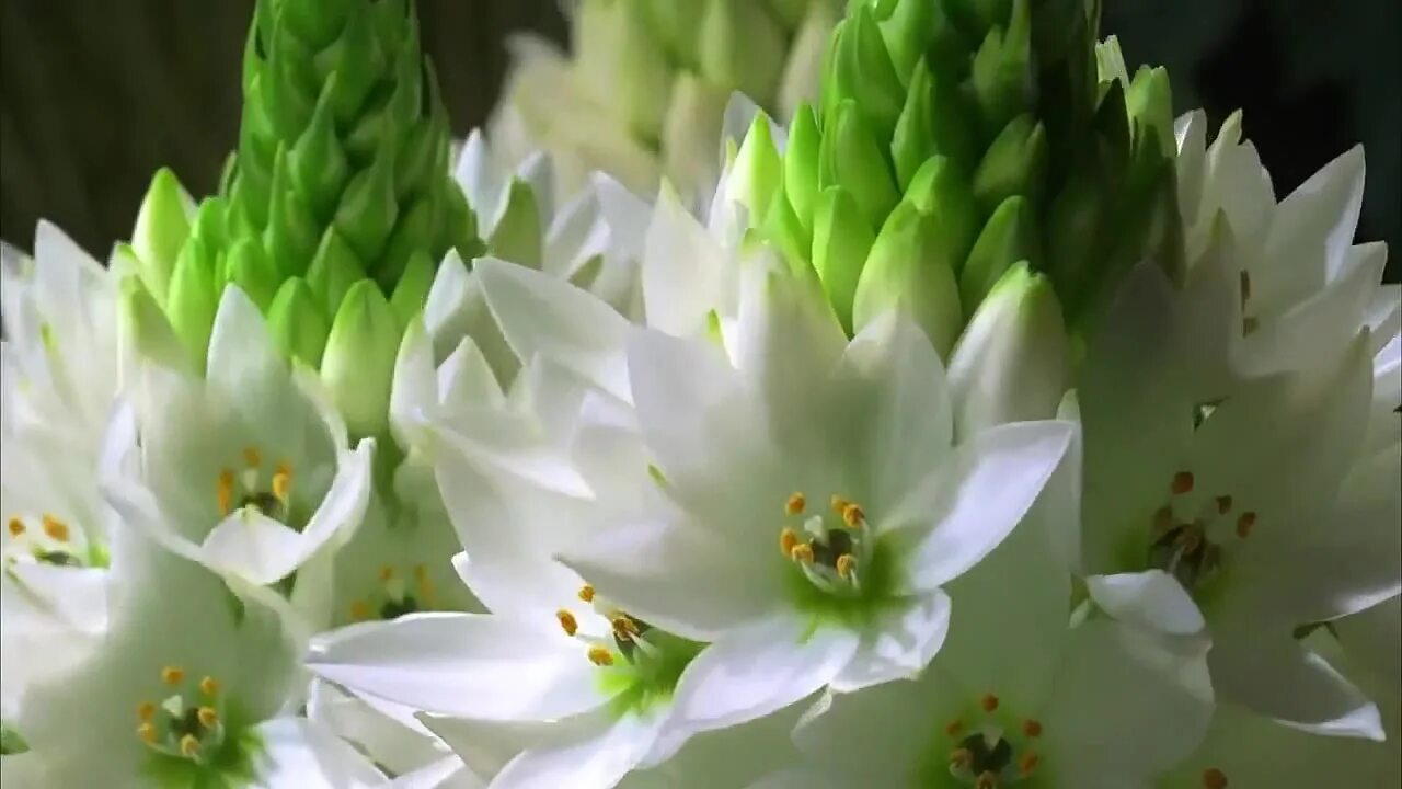 цветок распускается покадрово. распускается цветок красиво. анимационные цветы распускающиеся. распускаются цветы небывалой красоты. гиф цветы распускаются.