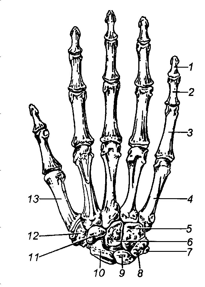 Строение костей кисти вид спереди. Скелет кисти ладонная поверхность. Строение кисти руки вид сбоку. Кости кисти правой руки анатомия. Скелет запястья человека