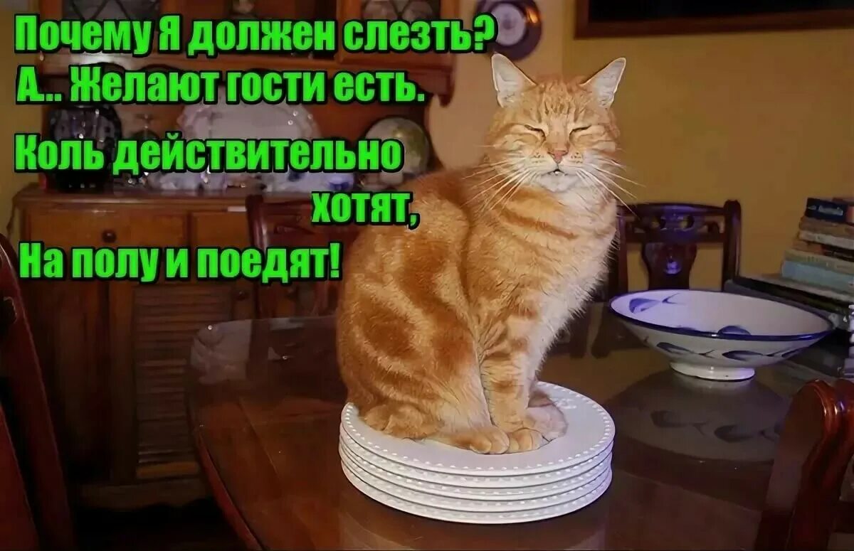 Смешное про животных без озвучки. Анекдоты с котами. Анекдоты про кошек смешные. Коты с надписями. Смешные картинки про котов с надписями.