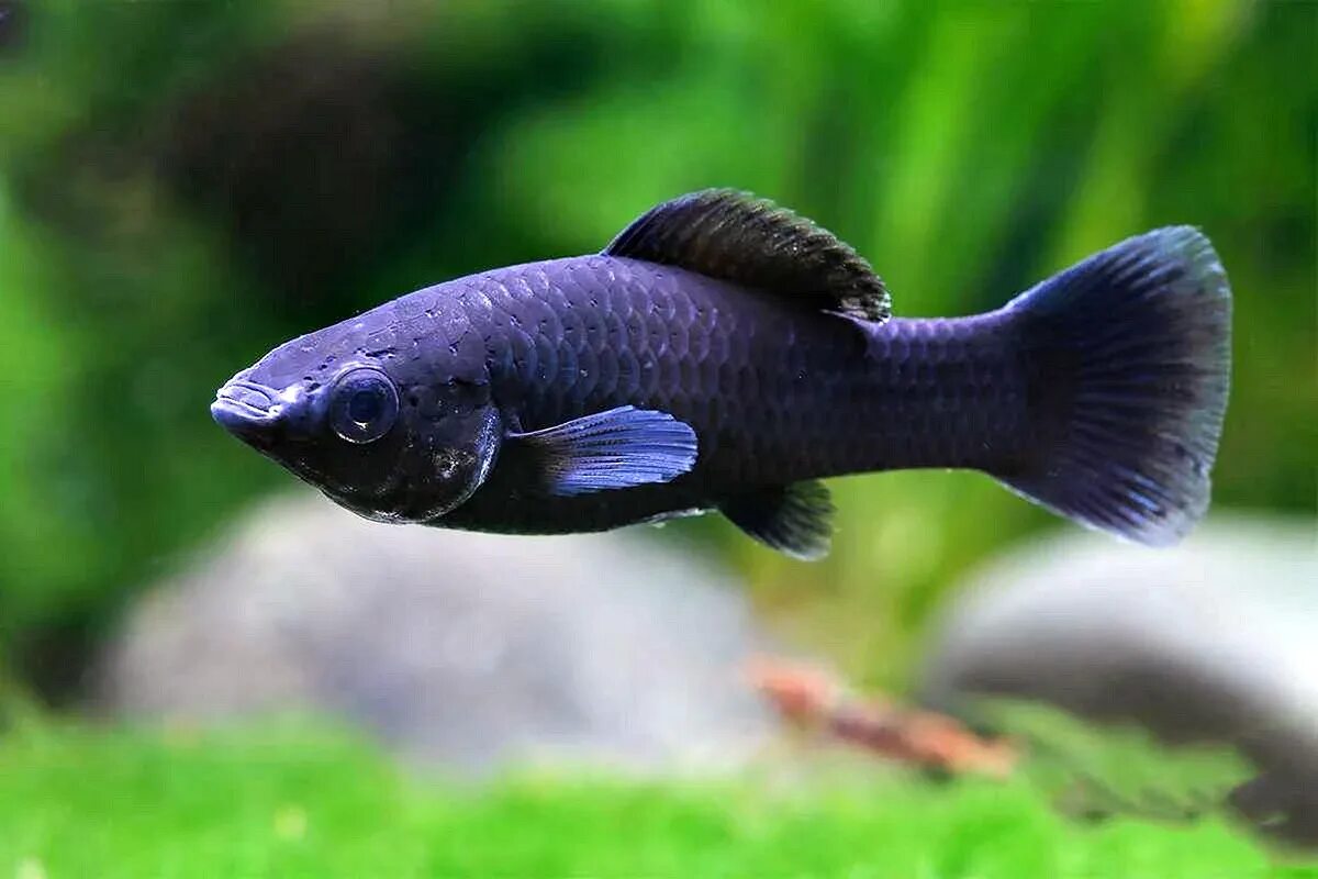 Моллинезия аквариум рыбка. Моллинезии сфенопс. Чёрная Молли (Моллинезия). Рыбка Моллинезия сфенопс. Аквариумная рыбка Моллинезия черная.