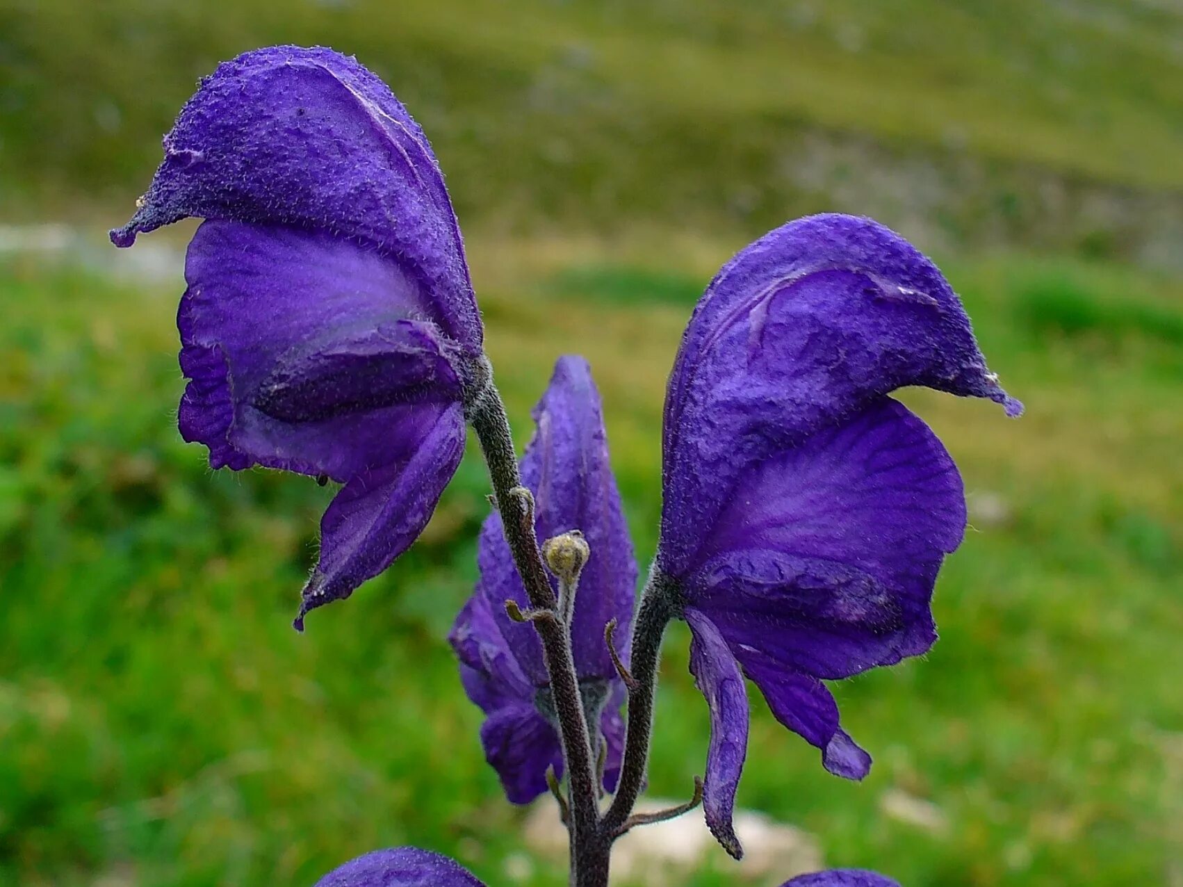 Синие ядовитые цветы. Аконит/борец клобучковый. Аконит клобучковый цветок. Волчий Аконит цветок. Аконит, борец клобучковый – Aconitum napellus.