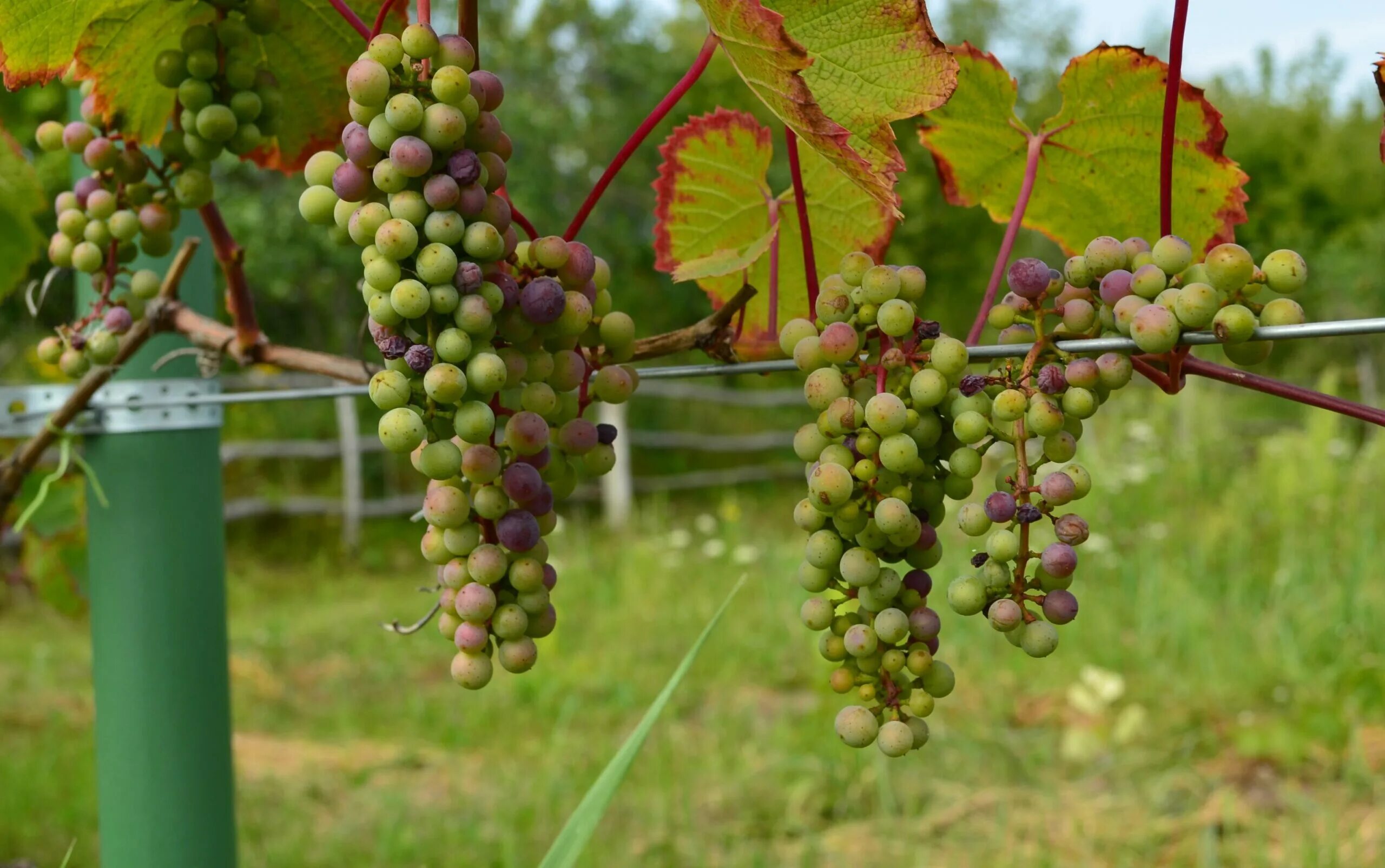 Виноград начал. Виноград кишмиш велес. август виноград. виноград в огороде. виноград растет в средней полосе.