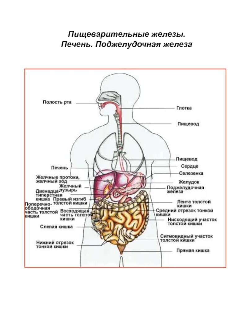 Железы пищеварительной системы схема. Строение пищеварительной системы ЕГЭ. Анатомия желудочно-кишечного тракта. Строение желудочно-кишечного тракта.