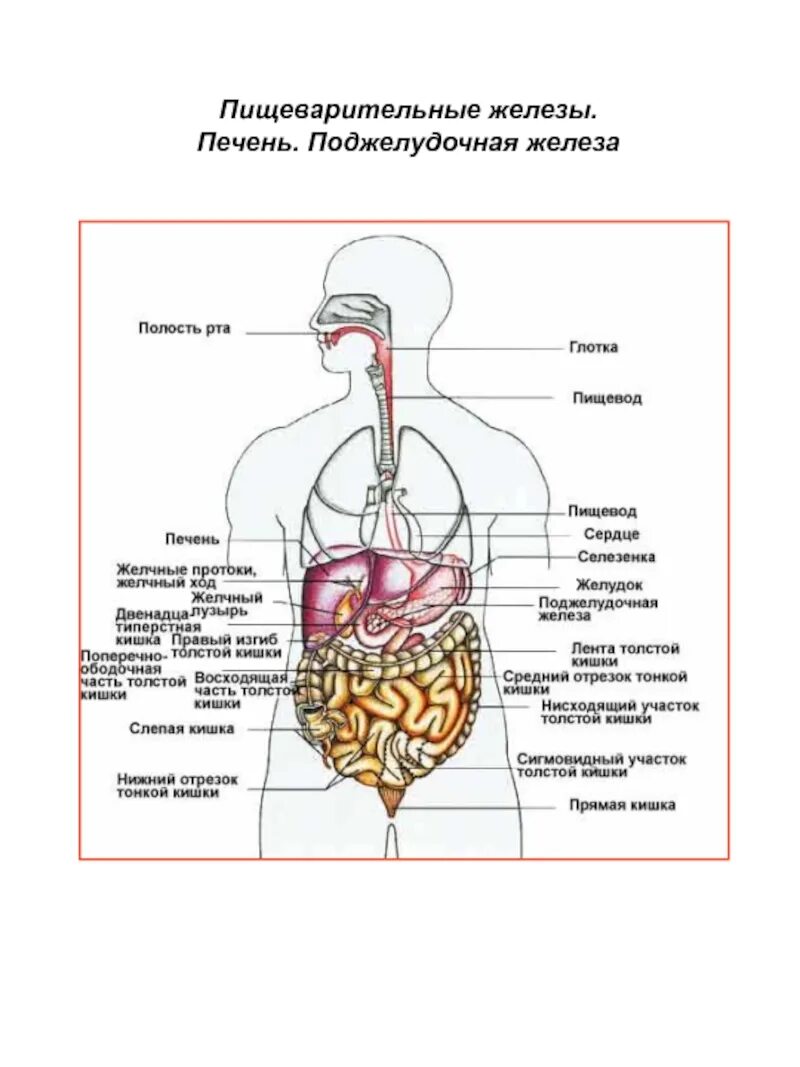 Схема строения желудочно кишечного тракта. Железы пищеварительной системы схема. строение пищеварительной системы егэ. строение желудочно-кишечного тракта человека схема. жкт человека анатомия функции и строение.