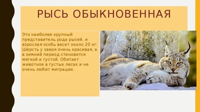 Рысь какой род. Рысь какой род