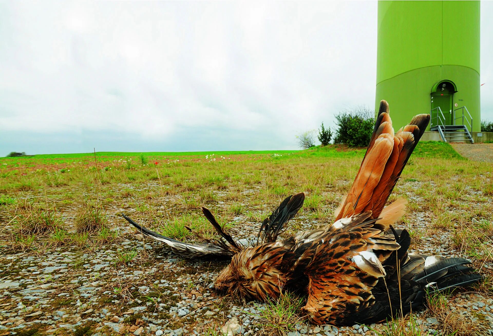 Kill bird. Ветрогенератор и птицы. Wind Turbine and Birds. Wind Turbines Birds Dead. Wind Turbines Killing Birds.