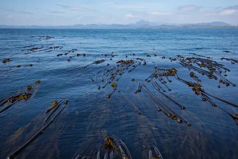 Бурые водоросли белого моря