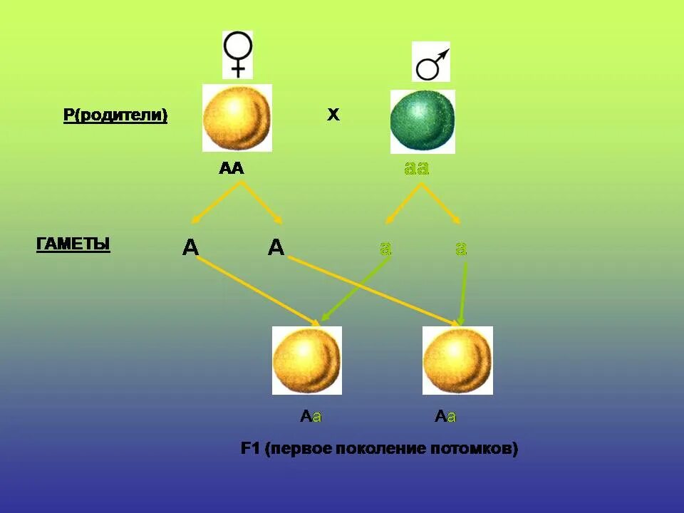 Моногибридным является скрещивание. Моногибридное скрещивание 1:1. Генетика моногибридное скрещивание. Схема моногибридного скрещивания. Моногибридное и дигибридное скрещивание.