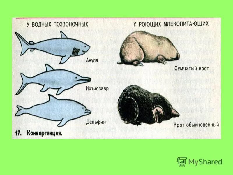 какого размера крот. конвергенция у млекопитающих. крот презентация. роющие млекопитающие представители. рассказ про крота.