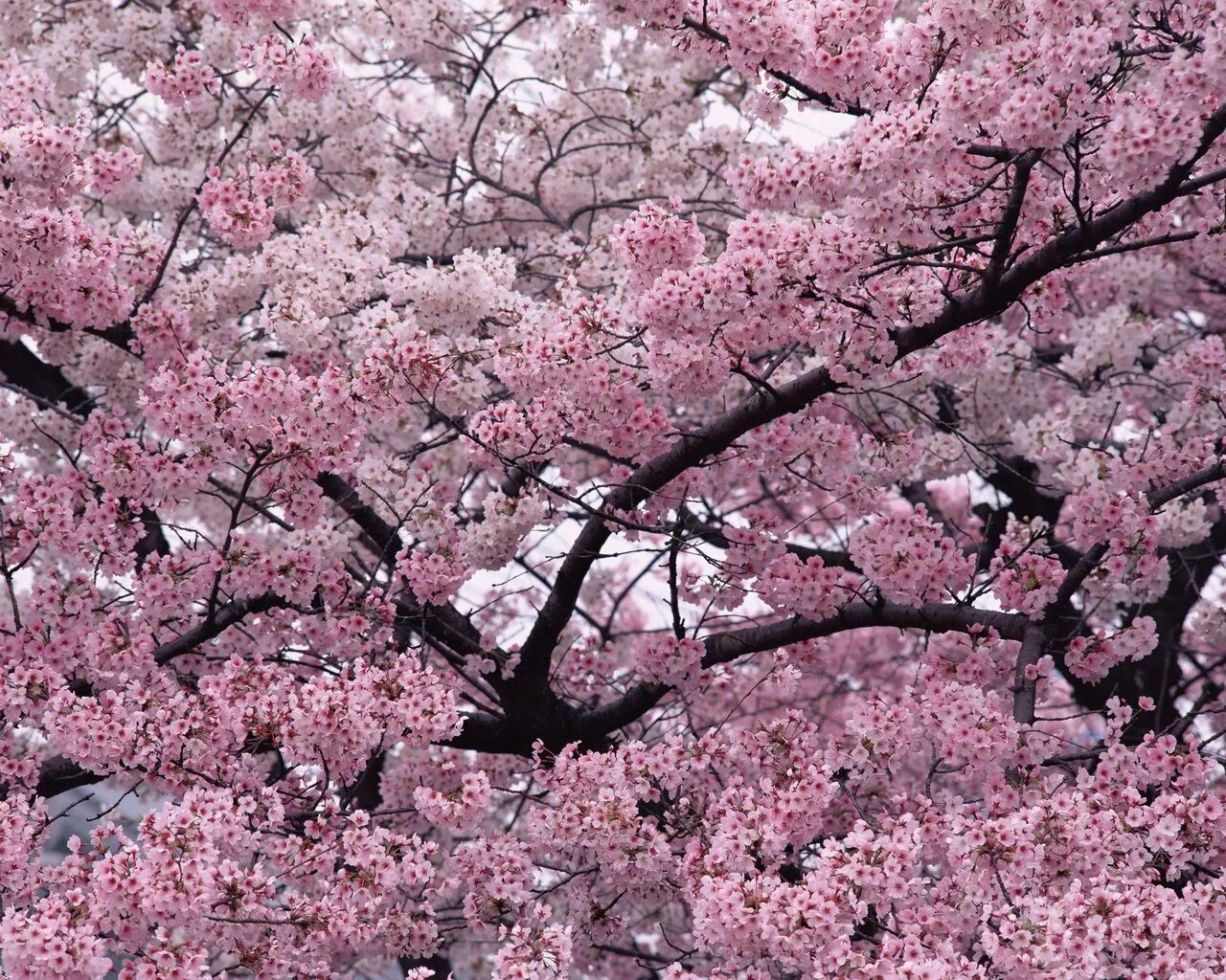 Cherry blossom отзывы. Вишня черри блоссом. Сакура черри блоссом. Сакура черри блоссом дерево. Вишня Сакура дерево.