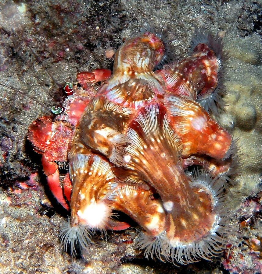 Краб 4. Морской краб. Сумеречный волосатый краб. Краб маскируется. Маскировка краба.