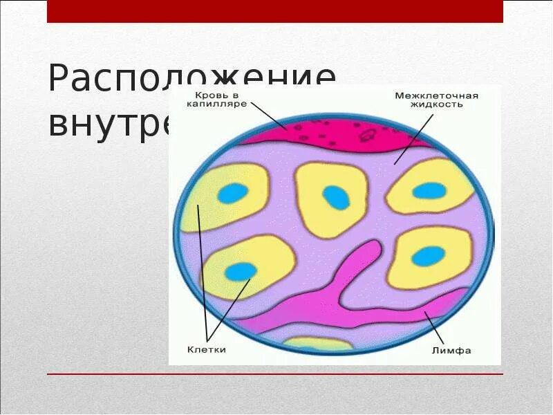 Расположение клеток крови. Расположение клеток в лимфе. Клетки крови человека расположение клеток. Внутренняя среда клетки и капилляры.