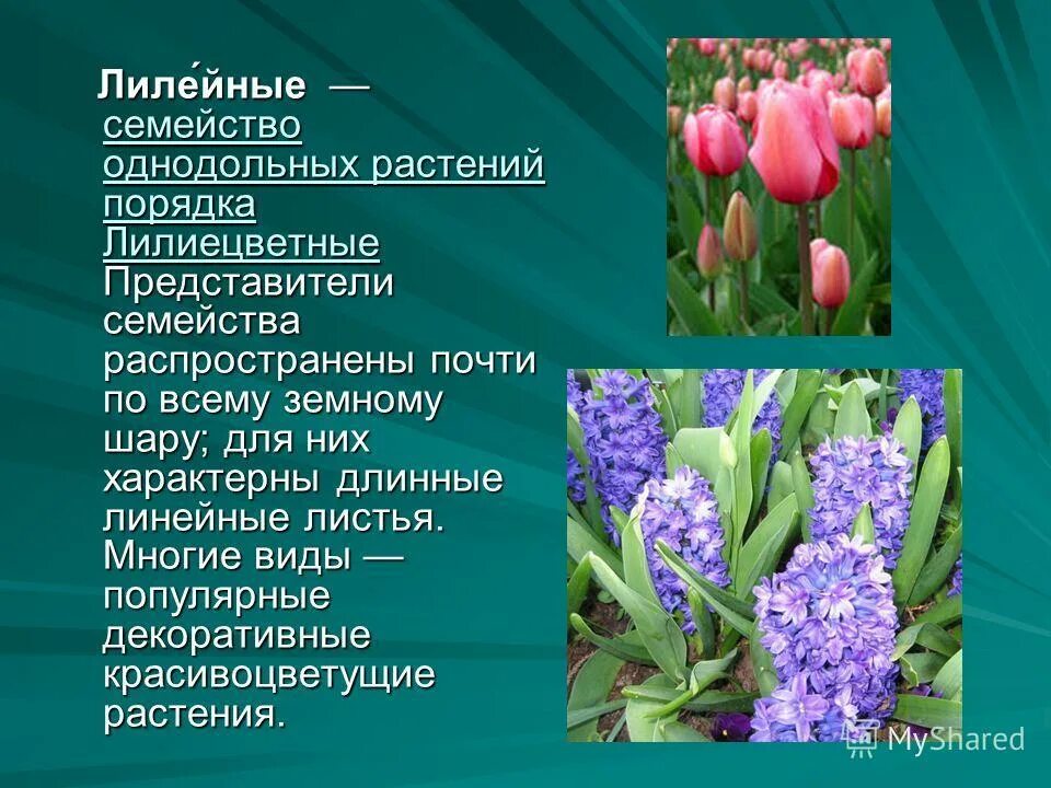 Каково значение растений лилейных в жизни человека. Однодольные растения семейства Лилейные. Однодольные Лилейные представители. Растения семейства Лилейные биология 6 класс. Семейство Лилейные тюльпан Лесной.