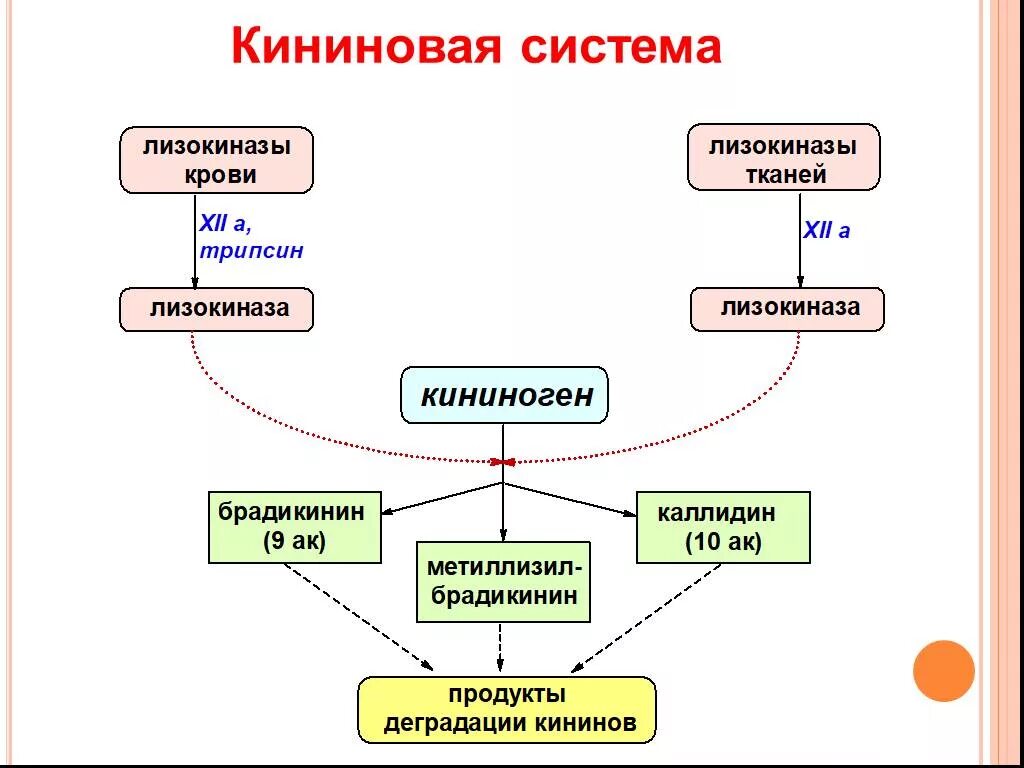 Калликреин кининовая система плазмы крови. Кининовая система. Калликреин-кининовая система биохимия. Активация калликреин-кининовой системы. Система крови биохимия