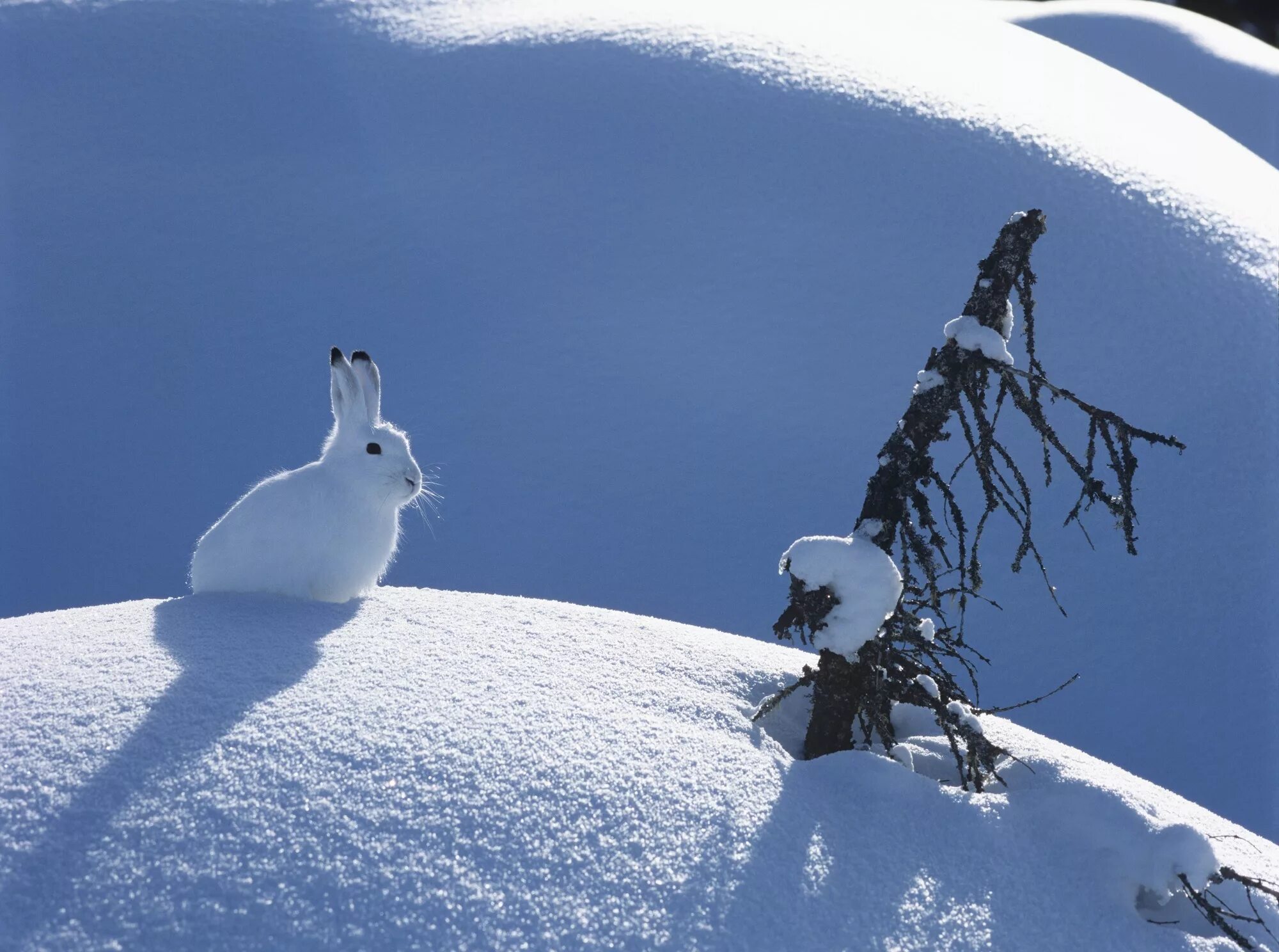 Зимний кролик. Заяц на снегу. Заяц зимой. Кролик зимой. Заяц в сугробе