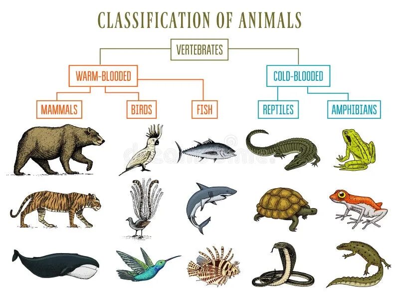 Животные классификация. Классификация пресмыкающихся птиц и млекопитающих. Классификация животных пресмыкающиеся млекопитающие. Позвоночные животные пресмыкающиеся.