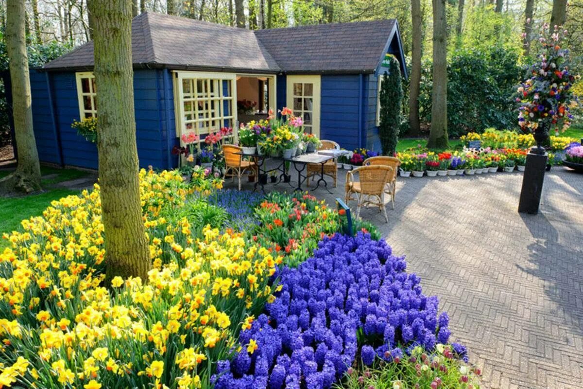 Какие цветы посадить возле дома. Палисадники в Голландии. Миксбордеры Кекенхоф. Первоцветы в палисаднике.. Сибирский палисадник.