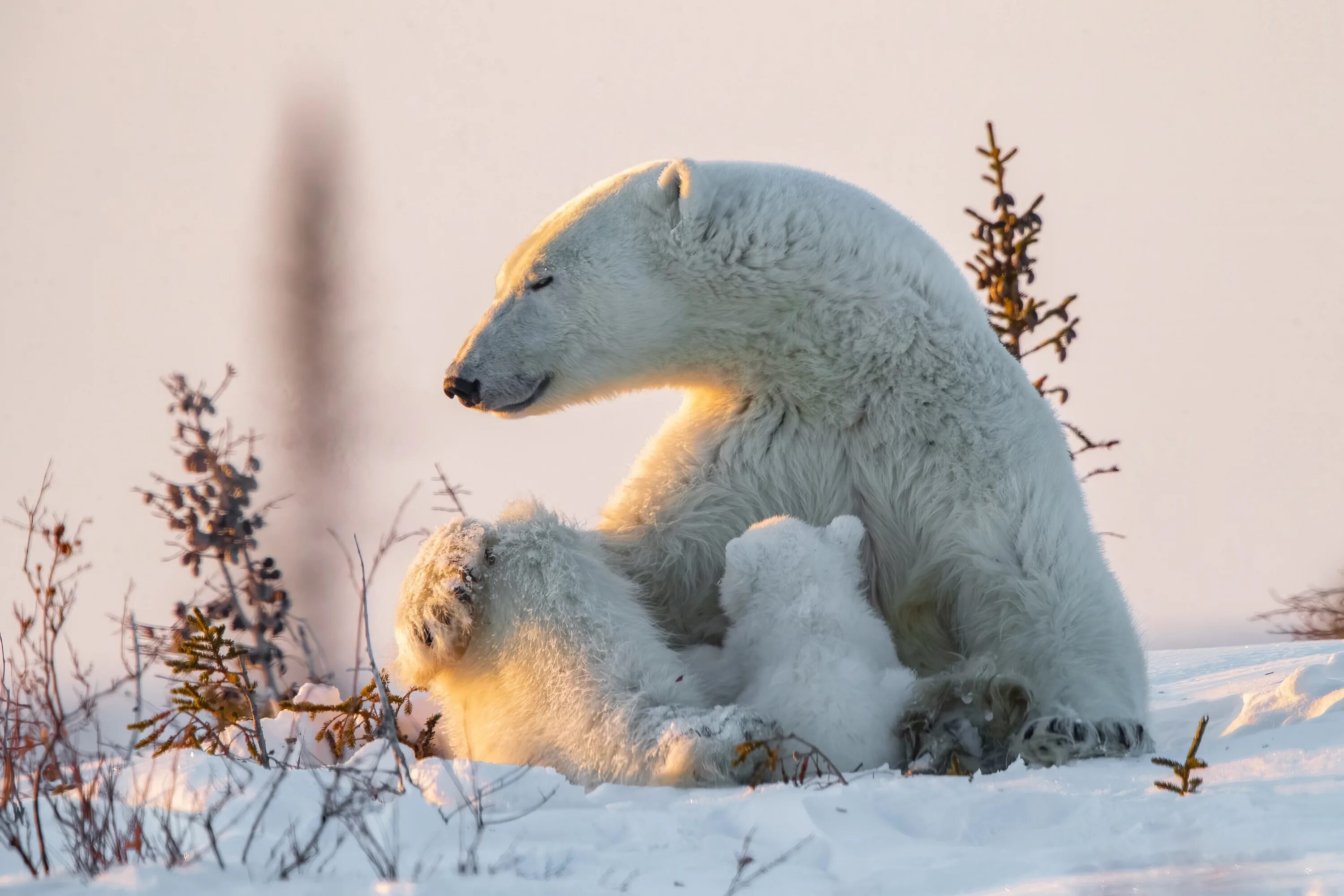 Снежные медведи (иллюстрации Сары Фокс-Дэвис). Полярный медведь. Снежный медведь. Белый медведь в природе.
